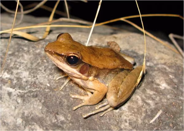 Nhái cây đế (danh pháp: Philautus gryllus) là một loài ếch trong họ Rhacophoridae. Môi trường sống tự nhiên của chúng là vùng cây bụi nhiệt đới hoặc cận nhiệt đới vùng đất cao.
