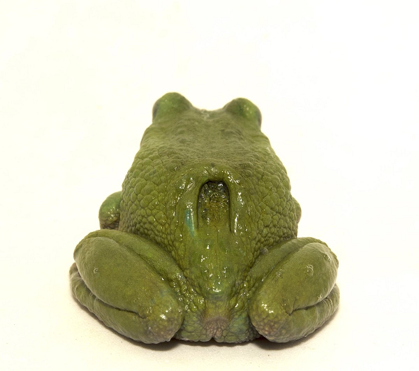 Hiện loài nhái này đang sinh sống trong khu bảo tồn quốc gia Cordillera Colan. Đây là một khu bảo tồn thiên nhiên quan trọng của Peru với nhiều loài động vật đặc hữu không thể tìm thấy ở nơi khác trên thế giới.