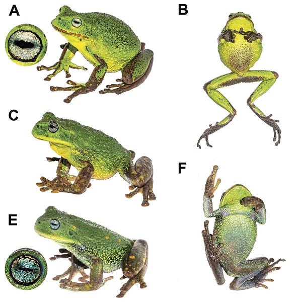 Chúng sở hữu vẻ ngoài khá đặc biệt với lớp da dày màu xanh lục không hoa văn, lưng nhiều nốt sần như cóc, bụng không có đốm và mống mắt màu xanh ngọc.