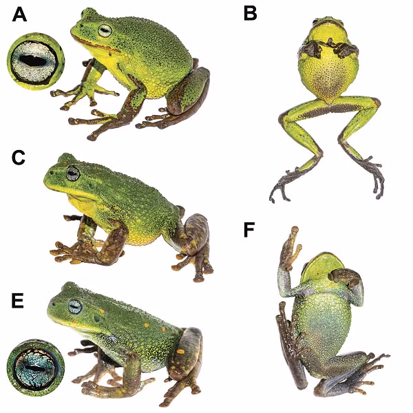 Chúng sở hữu vẻ ngoài khá đặc biệt với lớp da dày màu xanh lục không hoa văn, lưng nhiều nốt sần như cóc, bụng không có đốm và mống mắt màu xanh ngọc.