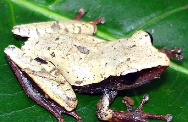 Ở Việt Nam cũng có nhiều loài nhái đặc hữu chỉ sinh sống tự nhiên tại nước ta như: Nhái cây Trường Sơn (danh pháp: Philautus truongsonensis) là một loài ếch trong họ Rhacophoridae.