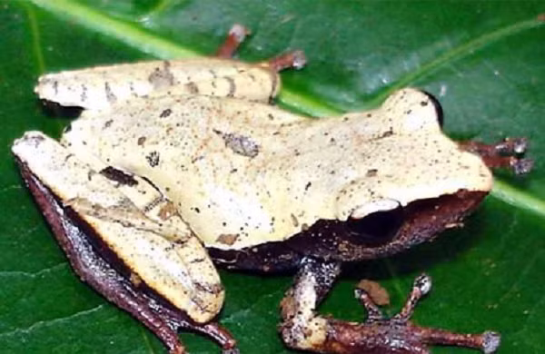 Ở Việt Nam cũng có nhiều loài nhái đặc hữu chỉ sinh sống tự nhiên tại nước ta như: Nhái cây Trường Sơn (danh pháp: Philautus truongsonensis) là một loài ếch trong họ Rhacophoridae.