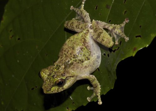 Nhái cây đốm ẩn (danh pháp: Philautus abditus) là một loài ếch trong họ Rhacophoridae. Môi trường sống tự nhiên của chúng là các khu rừng ẩm ướt đất thấp nhiệt đới hoặc cận nhiệt đới. Loài này đang có khả năng bị đe dọa do mất môi trường sống.