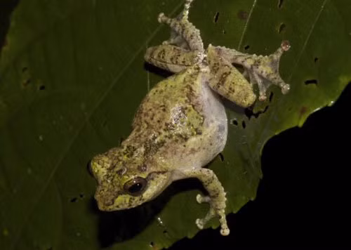 Nhái cây đốm ẩn (danh pháp: Philautus abditus) là một loài ếch trong họ Rhacophoridae. Môi trường sống tự nhiên của chúng là các khu rừng ẩm ướt đất thấp nhiệt đới hoặc cận nhiệt đới. Loài này đang có khả năng bị đe dọa do mất môi trường sống.