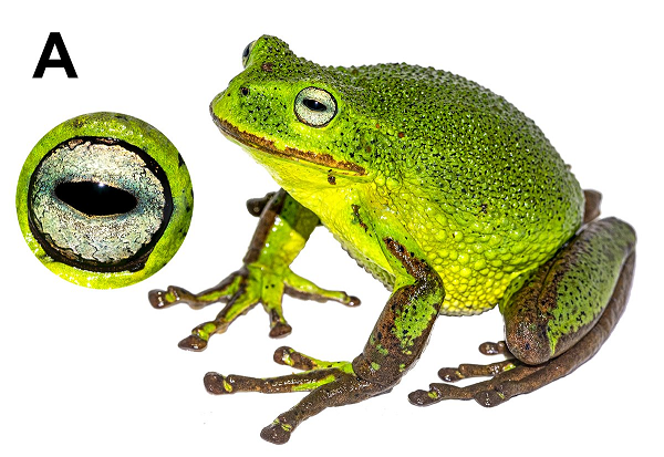 Các nhà sinh vật đã đặt tên cho chúng là nhái Gastrotheca gemma. Loài nhái này có kích thước khoảng 5,7 - 7,2 cm. Con cái thường có kích thước lớn hơn.