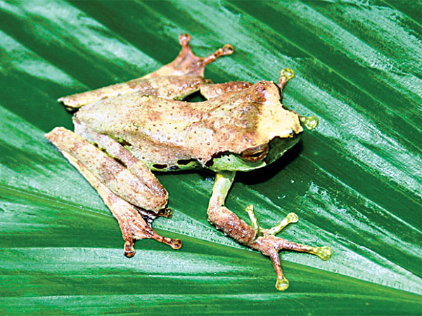 Nhái cây Quyết (danh pháp khoa học: Gracixalus quyeti) là loài ếch nhái phân bố ở Việt Nam, được miêu tả năm 2008 và đặt theo tên của người thu được mẫu chuẩn là Lê Khắc Quyết thuộc tổ chức Hệ Động Thực vật Quốc tế (Fauna and Flora International, FFI).