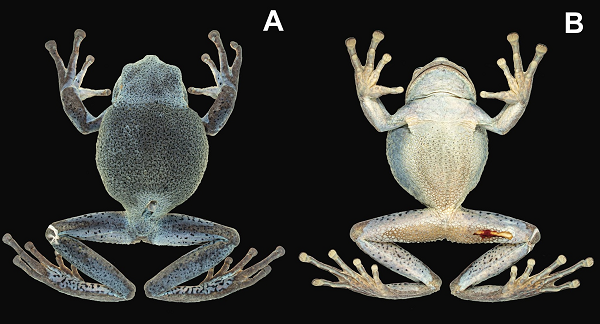 Loài nhái mới phát hiện đã nâng tổng số loài được công nhận trong chi nhái Gastrotheca lên con số 75. Hầu hết chúng đều phân bố ở khu vực Trung và Nam Mỹ.
