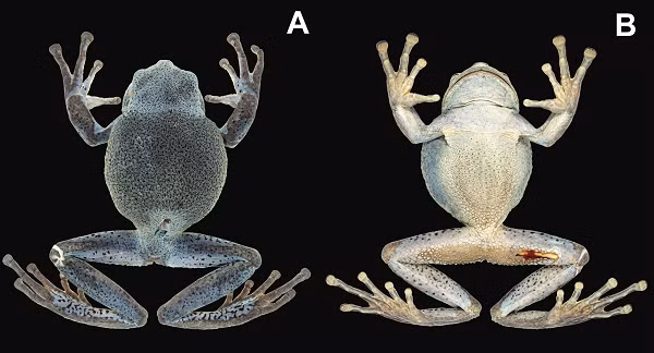 Loài nhái mới phát hiện đã nâng tổng số loài được công nhận trong chi nhái Gastrotheca lên con số 75. Hầu hết chúng đều phân bố ở khu vực Trung và Nam Mỹ.