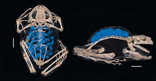 Giống như các thành viên khác trong chi Gastrotheca, chúng sở hữu một chiếc túi đặc biệt ở lưng, dùng để ấp trứng.