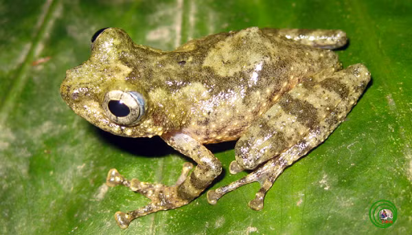 Nhái cây quang (tên khoa học: Gracixalus quangi) là một loài ếch thuộc họ Rhacophoridae.