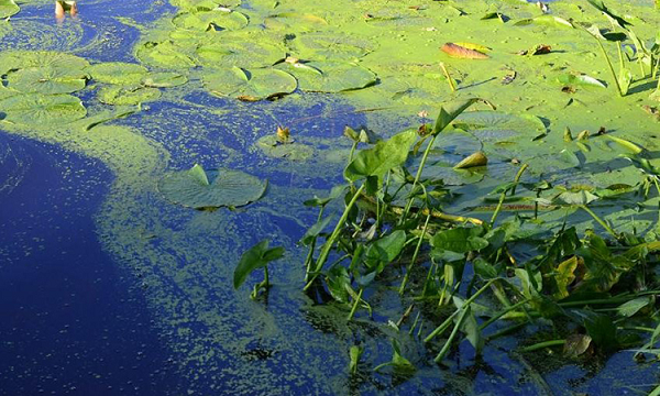 Tuy nhiên, trong một nghiên cứu mới đây trên tạp chí Lake and Reservoir Management, các nhà sinh vật học phát hiện ra sự hiện diện của ATX trong các mẫu không khí phía trên mặt hồ Capaum Pond ở bang Massachusetts, nơi thường xuyên xảy ra hiện tượng tảo nở hoa.