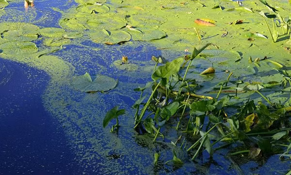 Tuy nhiên, trong một nghiên cứu mới đây trên tạp chí Lake and Reservoir Management, các nhà sinh vật học phát hiện ra sự hiện diện của ATX trong các mẫu không khí phía trên mặt hồ Capaum Pond ở bang Massachusetts, nơi thường xuyên xảy ra hiện tượng tảo nở hoa.