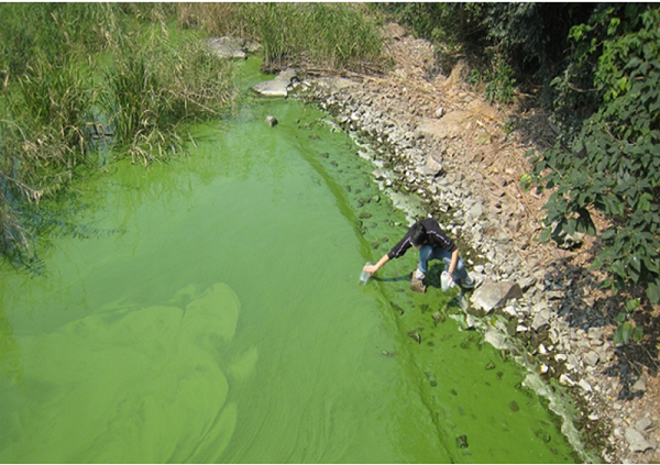 Tảo lam sống ở cả môi trường nước ngọt và nước mặn. Những sinh vật quang hợp cực nhỏ này cung cấp thức ăn cho cá và đóng vai trò quan trọng trong chuỗi thức ăn.