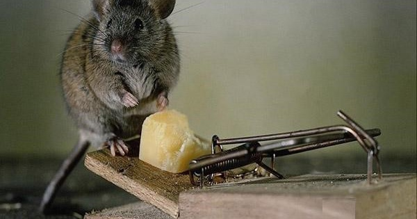 Dịch hạch là một căn bệnh truyền nhiễm cấp tính, lây lan nhanh mạnh gây nguy hiểm đe dọa tính mạng của người bị nhiễm với tỷ lệ tử vong cao. Bệnh được xếp vào diện phải kiểm dịch và khai báo quốc tế.