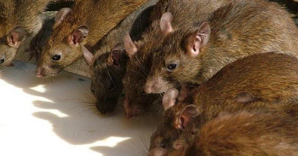 Kết quả xét nghiệm mẫu bệnh phẩm nghi ngờ bệnh nhân mắc dịch hạch thể nhiễm trùng huyết do chuột cắn, hiện chờ kết quả phân lập mẫu bệnh phẩm để kết luận chắc chắn.