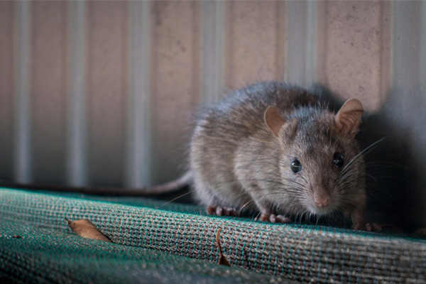 Nguyên nhân gây bệnh trực tiếp là do trực khuẩn Yersinia pestis, một loại trực khuẩn gram âm thuộc họ Enterobacteraceae. Đây là một loại trực khuẩn lưu hành trong quần thể những loài gặp nhấm cụ thể ở đây là chuột.