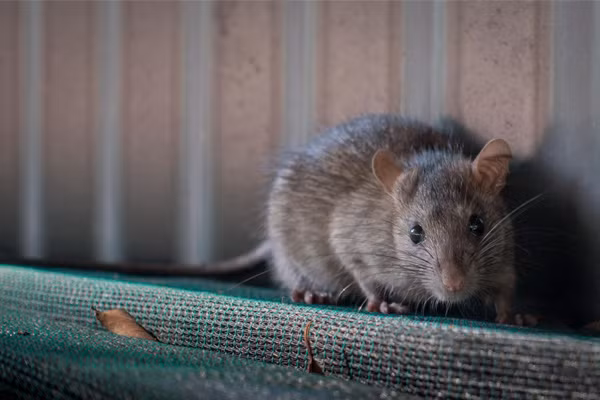 Nguyên nhân gây bệnh trực tiếp là do trực khuẩn Yersinia pestis, một loại trực khuẩn gram âm thuộc họ Enterobacteraceae. Đây là một loại trực khuẩn lưu hành trong quần thể những loài gặp nhấm cụ thể ở đây là chuột.