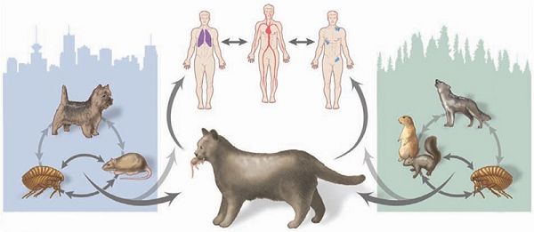 Bệnh nếu phát hiện sớm, điều trị kịp thời thì chỉ cần điều trị bằng kháng sinh. Tuy nhiên, nếu phát hiện muộn, việc điều trị hết sức phức tạp với nhiều biến chứng.