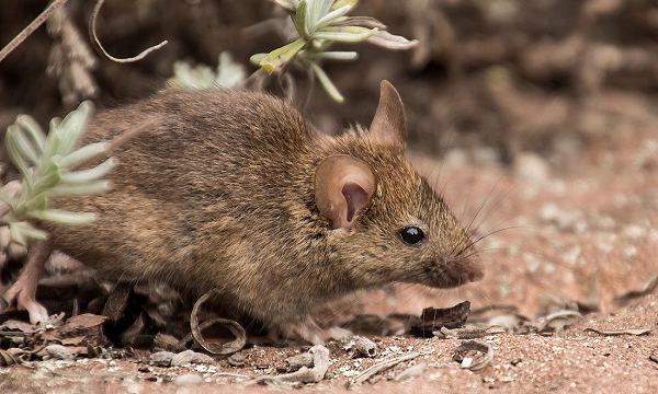 Khi có các biểu hiện nổi hạch, sốt, đau nhức nếu vô tình bị chuột cắn cần đến cơ sở y tế để được thăm khám và chuẩn đoán cách ly kịp thời.