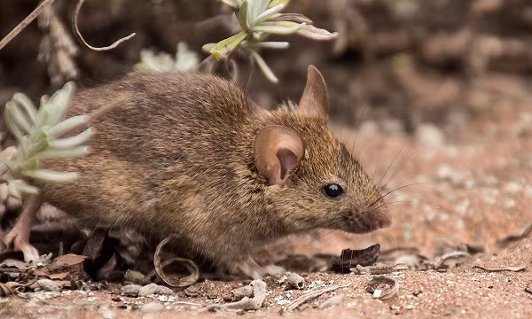 Khi có các biểu hiện nổi hạch, sốt, đau nhức nếu vô tình bị chuột cắn cần đến cơ sở y tế để được thăm khám và chuẩn đoán cách ly kịp thời.