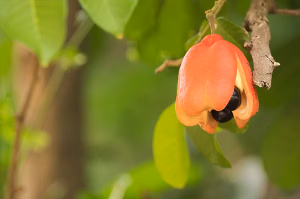 Không những hương vị thơm ngon, quả ackee còn chứa nhiều chất dinh dưỡng như chất đạm, chất xơ và vitamin A. Tuy nhiên, nếu ăn không đúng cách, loại quả này có thể khiến người dùng mất mạng.