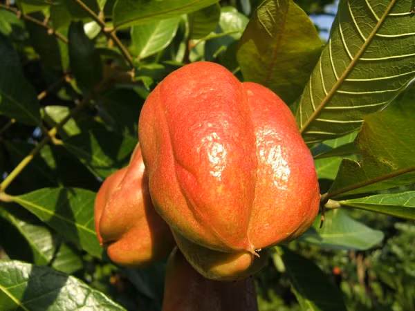 Nhưng bất chấp tất cả những điều này, người Jamaica thích thịt chín vàng của trái Ackee, và đó là một thành phần trong món ăn quốc hồn, quốc túy của họ.