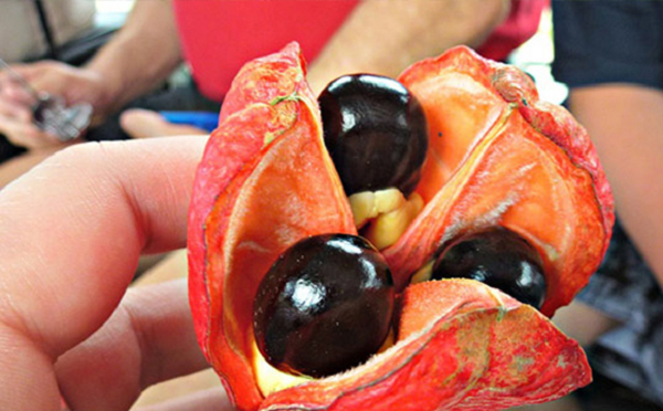 Họ luộc ackee cùng cá muối trong 20 phút rồi để ráo nước và lọc xương cá. Tiếp đó, đầu bếp xào cà chua, hành tây, tỏi trong chảo, rồi cho hỗn hợp trên vào, rắc thêm xạ hương, tiêu đen là có thể thưởng thức.