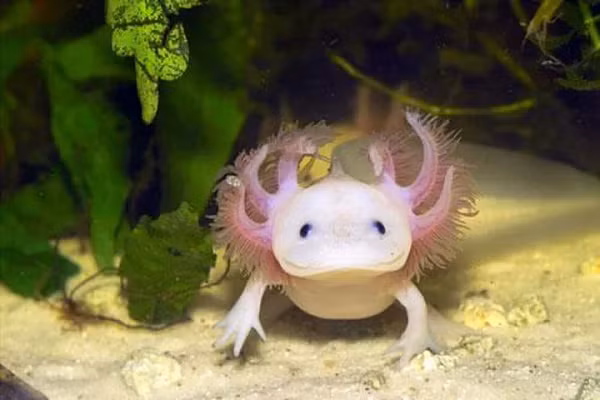 Khi trưởng thành, một con kỳ giông có thể dài tới 30,5cm và nặng 3,6kg. Những con vật này có thể hô hấp cả bằng mang hay bằng phổi. Chân tay của chúng kém phát triển hơn nhiều so với kích thước cơ thể.