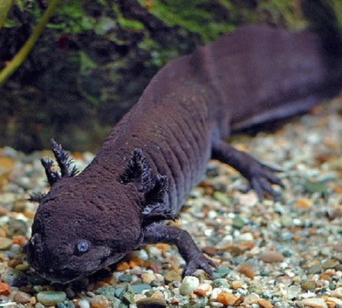 Nhóm nghiên cứu cũng hy vọng việc tìm hiểu bộ gen sau khi giải mã của kỳ giông Mexico sẽ giúp ích cho công tác trị liệu con người, những tiềm năng có thể chưa được khai thác hết của từng bộ phận trên cơ thể trong tương lai.