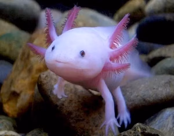 Nhưng điều khiến chúng trở nên đặc biệt nhất là khả năng tự chữa lành vết thương kỳ giông Mexico. Khi đứt lìa chi, nó sẽ mọc lại được mà không để lại sẹo, thậm chí bị nhiều lần như thế mà vẫn không ảnh hưởng gì đến đời sống.