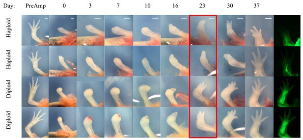 Khả năng tái tạo của kỳ giông Mexico hoàn toàn không thể có ở động vật có vú, bao gồm con người. Bởi vì, nếu các loài thú bị thương thì đại thực bào – một loại tế bào miễn dịch – sẽ "ăn" lấy tế bào chết và để lại sẹo ngay.