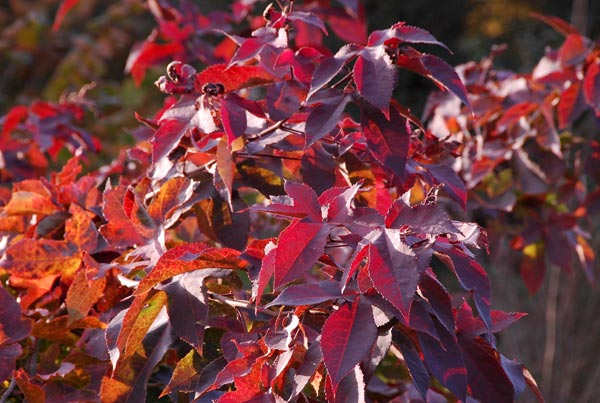 Ở Việt Nam, cây sau sau tập trung nhiều ở vùng núi thấp và trung du, không tìm thấy ở các tỉnh phía nam. Sau sau thuộc loại cây gỗ, thường mọc ở ven rừng, rừng thứ sinh, đổi và quanh bờ mương rẫy.