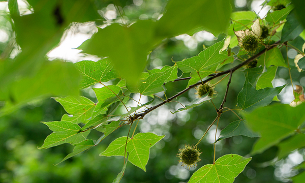Lá sau sau chứa nhiều tanin. Các tanin thay đổi theo mùa như telimagrandin II là thành phần chủ yếu vào đầu mùa xuân, trong khi đó casuarinin và pedunuculagin là tanin chính vào mùa thu. Các tanin C. glucosidic và oligomeric, chất hertellin tác dụng ức chế khối u.