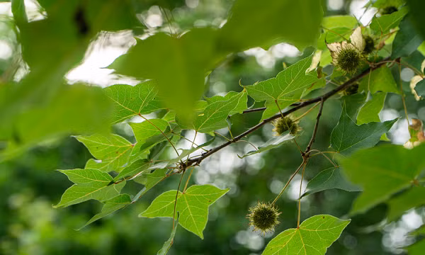 Lá sau sau chứa nhiều tanin. Các tanin thay đổi theo mùa như telimagrandin II là thành phần chủ yếu vào đầu mùa xuân, trong khi đó casuarinin và pedunuculagin là tanin chính vào mùa thu. Các tanin C. glucosidic và oligomeric, chất hertellin tác dụng ức chế khối u.