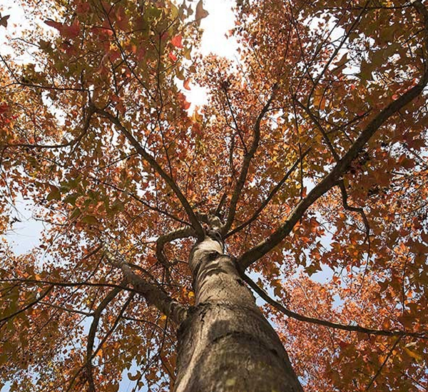 Cây sau sau có đường kính thân 20-30cm, cao khoảng 6-7m. Cây sau sau tươi tốt vào mùa xuân sang hè, bắt đầu chuyển màu đỏ dịp cuối thu sang đông