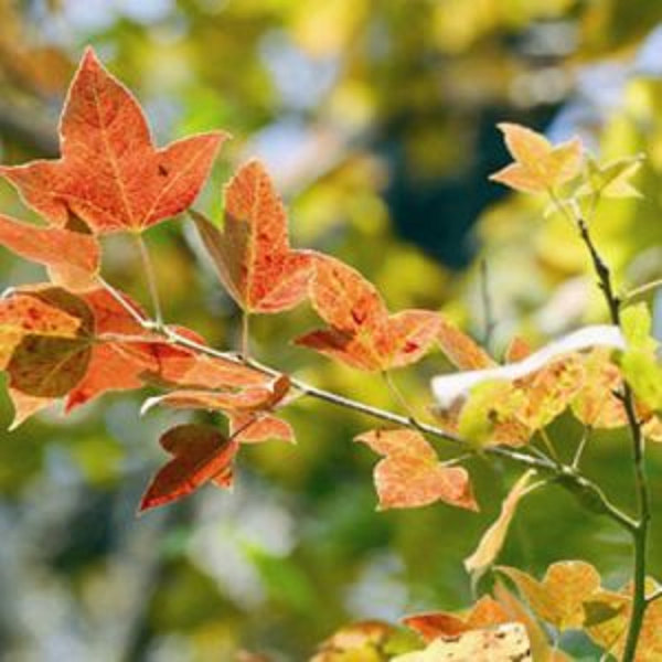 Một số bài thuốc của cây sau sau được lưu truyền như: nhựa cây sau sau đốt cháy, phần còn lại tán nhỏ, bôi vào chỗ đau để trị sâu răng, đau răng.