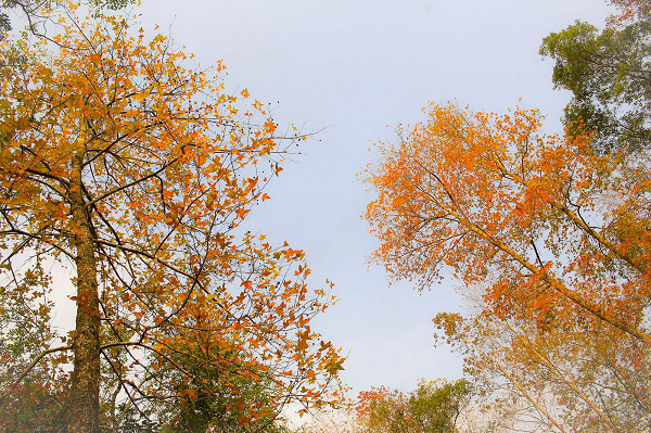 Lá của cây sau sau có vị đắng, tính bình, có tác dụng thanh nhiệt giải độc, thu liễm chỉ huyết, chữa viêm ruột, đau vùng thượng vị, thổ huyết, chảy máu cam, dùng ngoài trị mẩn ngứa, eczema.