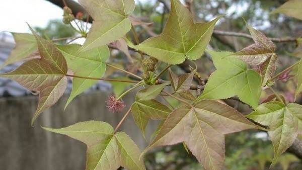 Lá cây sau sau có hình dạng khá giống lá phong, để phân biệt người ta dựa vào thùy lá: lá sau sau xẻ thành 3 thùy và lá phong có 5-6 thùy tùy sinh cảnh sống. Ngoài ra cây sau sau có quả, trong khi phong lá đỏ không có.