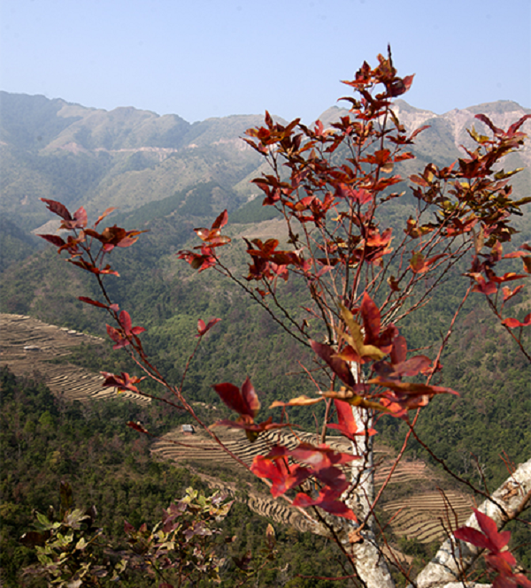 Không những thế, nhựa của cây còn được dùng uống để trị mụn nhọt và đau răng. Rễ cây sau sau vị đắng tính ấm, chữa thấp khớp và đau răng.