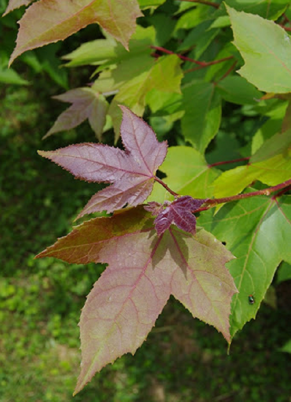 Đun tan 40g nhựa cây sau sau, 40g nhựa thông, 10g sáp ong, 10g dầu vừng, đánh đều cho loãng, để nguội phết lên giấy, dán vào chỗ đau để chữa mụn nhọt, vết thương do bị đánh, phong thấp sưng đau.