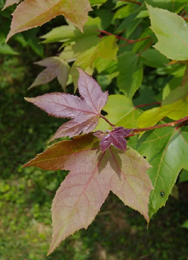 Đun tan 40g nhựa cây sau sau, 40g nhựa thông, 10g sáp ong, 10g dầu vừng, đánh đều cho loãng, để nguội phết lên giấy, dán vào chỗ đau để chữa mụn nhọt, vết thương do bị đánh, phong thấp sưng đau.