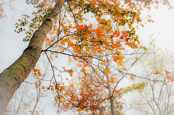 Nhựa của cây sau sau cũng có tác dụng chữa bệnh như trị ho có đờm, kinh giản, thổ huyết, nôn ra máu, khạc ra máu, chảy máu cam; dùng ngoài bôi chữa vết thương chảy máu.