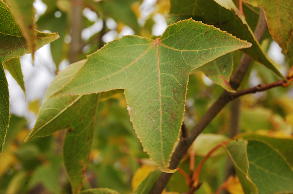 Quả của cây sau sau có vị đắng, tính bình, mùi thơm và nhiều công dụng chữa bệnh. Quả của cây có thể khử phong, hoạt lạc, lợi thủy thông kinh, chữa phong thấp, đau nhức khớp xương, tiểu khó, mề đay, viêm da, chàm,....