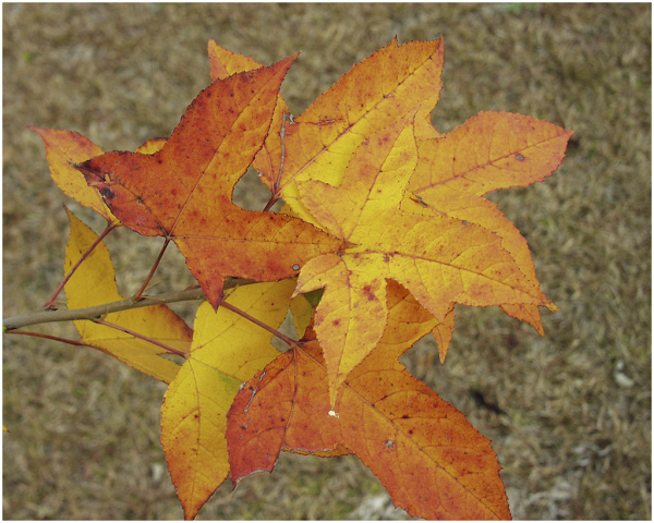 Trong y học cổ truyền và dân gian Trung Quốc, sau sau được dùng làm thuốc giảm đau và sát trùng. Dùng uống trị viêm ruột và lỵ, trực khuẩn, phối hợp với các vị khác làm thuốc long đờm trong điều trị lao.