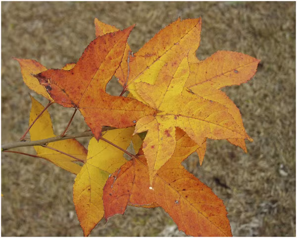 Trong y học cổ truyền và dân gian Trung Quốc, sau sau được dùng làm thuốc giảm đau và sát trùng. Dùng uống trị viêm ruột và lỵ, trực khuẩn, phối hợp với các vị khác làm thuốc long đờm trong điều trị lao.