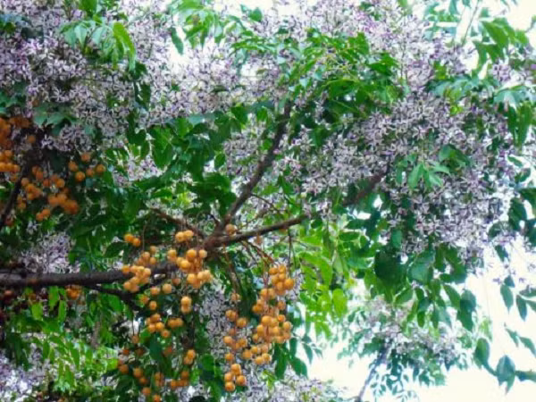 Những độc tố có trong cây xoan gây ngộ độc thần kinh chứa tetranortriterpen và các loại nhựa chưa xác định, hàm lượng cao nhất chứa trong quả.