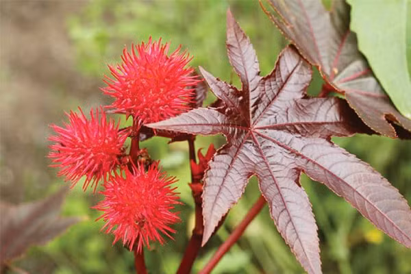 Hạt thầu dầu (Ricinus communis) thường dùng để sản xuất dầu thầu dầu, một sản phẩm vốn được coi là rất bình thường. Trong ngành dược thường được dùng làm thuốc tẩy, trước đây có loại dầu tẩy giun, trong đó có dầu thầu dầu và tinh dầu giun.