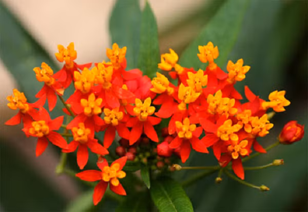 Nhựa của chúng có màu giống như sữa, chứa các ancaloit và một vài hợp chất phức tạp khác, bao gồm cả các cardenolid (glicozit tim mạch). Một vài loài bông tai có khả năng gây ngộ độc.