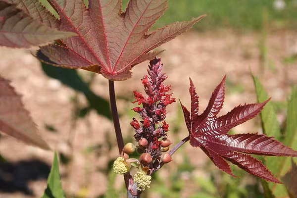 Tuy nhiên, gần đây trong danh sách mà Chính phủ Anh công bố về các hợp chất có thể sử dụng để chế tạo các chất độc và thuốc nổ, hạt này chính là vật liệu khởi đầu để sản xuất “ricin”, một trong những chất độc nguy hiểm nhất hành tinh có nguồn gốc từ thực vật.
