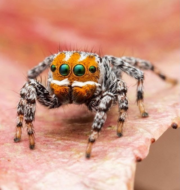 Loài nhện công đực nổi tiếng với những điệu nhảy tán tỉnh, và M. nemo cũng thế. Theo mô tả của Schubert, nhện đực bắt đầu điệu nhảy của mình bằng cách nhấc một chân lên rồi "nhẹ nhàng uốn cong và đung đưa". Khi con cái đến gần hơn, chúng vung vẩy cả hai chân trước đồng thời nhiệt tình nhún nhảy ở thân sau.